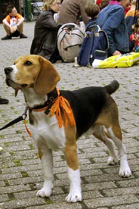 oranjehond-4114